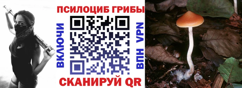 Псилоцибиновые грибы Cubensis  Купить где  Морозовск 